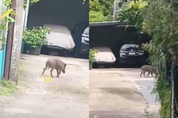 Babi Hutan